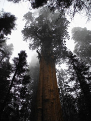 Sequoia, giant redwoods, foggy top
