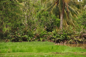 The jungle in Indonesia. Java. The tree ferns and palm trees on the slopes of shit in the tropics.