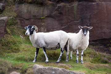 Fototapeta premium Yorkshire Sheep