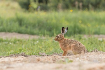 European brown hare (Lepus europaeus)
