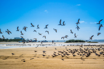 A flock of Black Skimmers flying around in South Padre Island, Texas