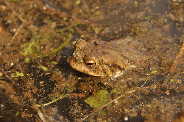 Toad. Amphibian during the spring awakening and mating