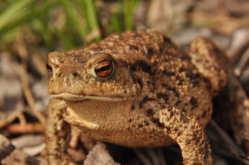 Toad. Amphibian during the spring awakening and mating