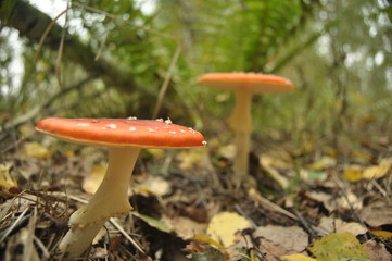 red toadstool mushroom in the forest while, inedible, poisonous