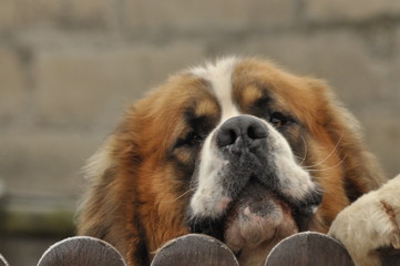 Bernardyn dog breed. Dog looking from behind the fence. Defender and lifeguard.