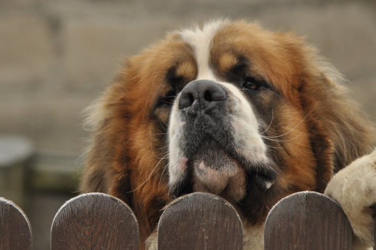 Bernardyn dog breed. Dog looking from behind the fence. Defender and lifeguard.