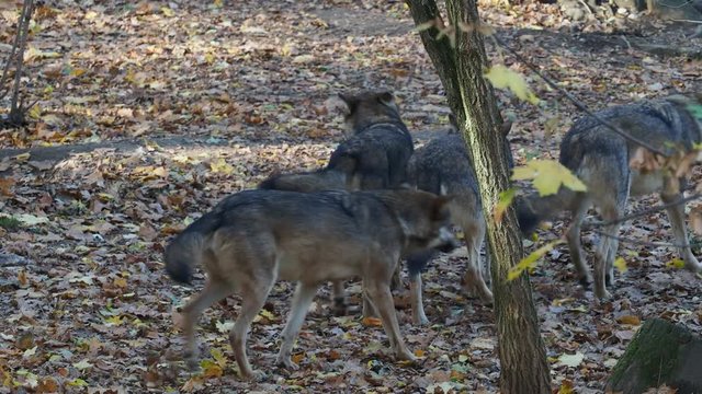 European gray wolves (Canis lupus lupus) is running in the forest. Pack of wolves.