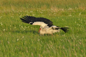 The white stork looking for food in the meadow. Long red legs and beak. Mowing the meadows.
