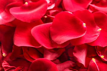 Many red rose petals, closeup