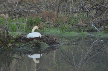 Mute Swan. Large white water bird. Floating on the lake