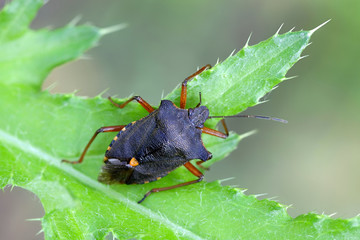Forest bug or red-legged shieldbug, Pentatoma rufipes