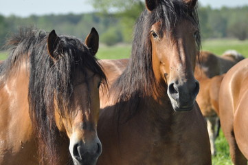 Obraz premium Workhorse. Grazing in the pasture. Meadow in the valley of the Bug.