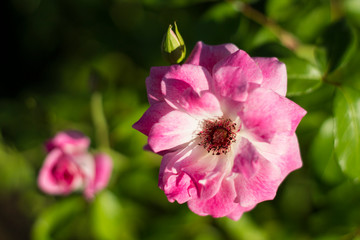 Obraz premium pink flowers