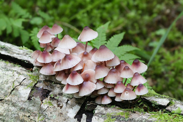 Mycena haematopus, commonly known as the bleeding fairy helmet, the burgundydrop bonnet, or the...