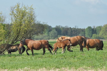 Workhorse. Grazing in the pasture. Meadow in the valley of the Bug.