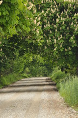 Blooming chestnut trees along the gravel road. Early spring, white flowers