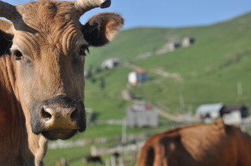 Grazing cows in Georgia. Lesser Caucasus. Seasonal village high in the mountains.