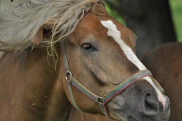 Workhorse. Grazing in the pasture. Meadow in the valley of the Bug.