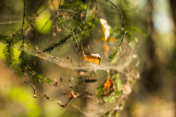 tree nature autumn leaves