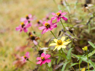 Fototapeta premium 秋の花