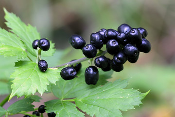 Baneberry or herb Christopher, Actaea spicata, an extremely poisonous plant
