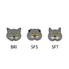 British, scottish shorthair cats, set cat face flat icon. Vector illustration.