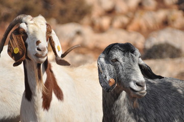Goats grazing on the hills in the national park Akamas in Cyprus