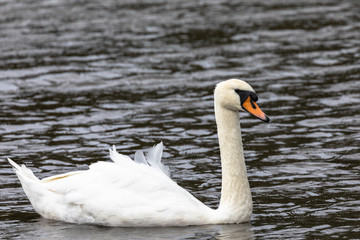 Mute swan on water