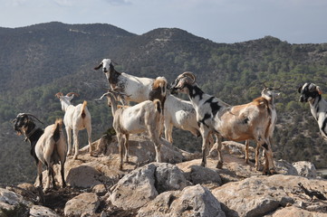 Goats grazing on the hills in the national park Akamas in Cyprus