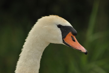 Adult swan cleaning pen. White plumage.