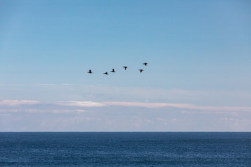 Fototapeta na wymiar Birds flying over the Atlantic Ocean, Causeway coast, Northern Ireland, July 2018