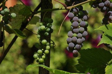 Bunch of purple grapes hanging on the vine on a background of green leaves.