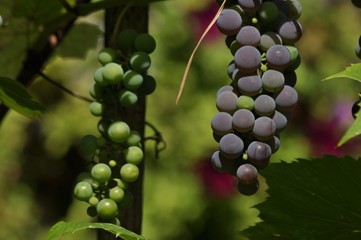 Bunch of purple grapes hanging on the vine on a background of green leaves.