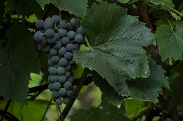 Bunch of purple grapes hanging on the vine on a background of green leaves.