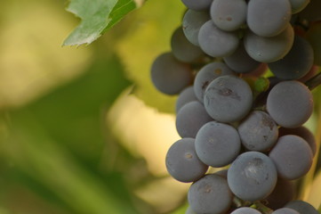Bunch of purple grapes hanging on the vine on a background of green leaves.