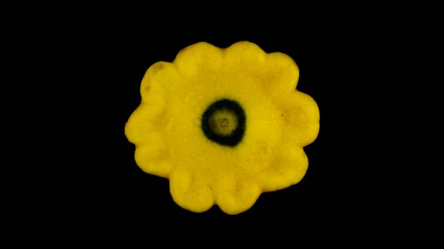Top view from above of a yellow patisson squash. Slowly rotating on the turntable. Isolated on the black background. Close-up. Macro.