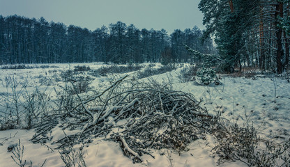 Winter forests