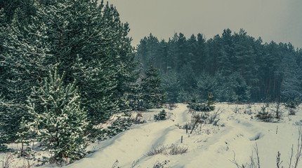 Fototapeta na wymiar Winter forests
