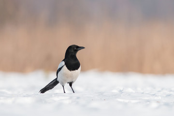 Birds - Common magpie (Pica pica)
