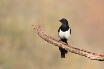 Obraz premium Birds - Common magpie (Pica pica)