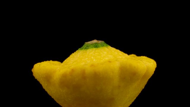 One yellow pattypan squash with water drops. Rotating on the turntable. Isolated on the black background. Close-up. Macro.