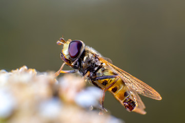 Hoverfly on a thistle