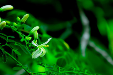 Horse radish tree