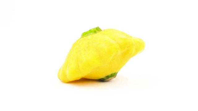 One yellow patisson squash with water drops. Rotating on the turntable. Isolated on the white background. Close-up. Macro.