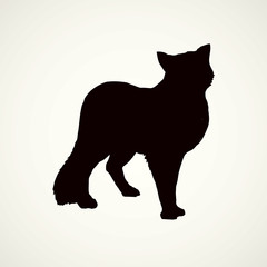 Obraz premium Wolf. Vector drawing