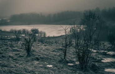 Winter forests