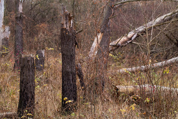 Fallen trees in the forest after a storm.
