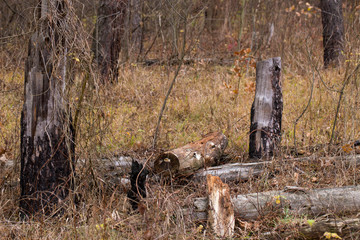 Fallen trees in the forest after a storm.
