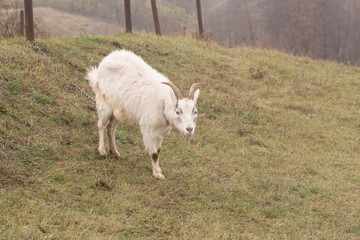 Fototapeta premium beautiful white Indian goat grazing on grass in hills