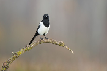 Birds - Common magpie (Pica pica)